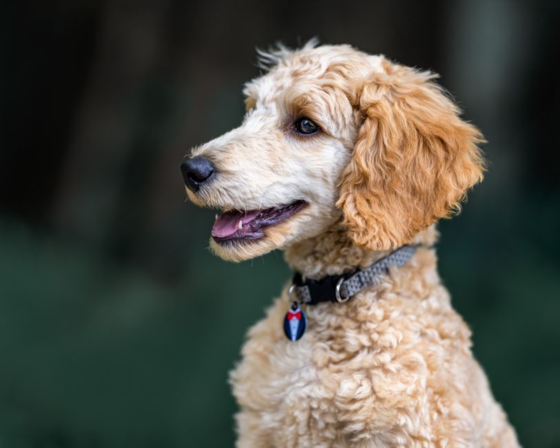 A dog wearing a collar with a tag